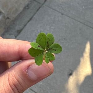 Meet your Posher, Yara